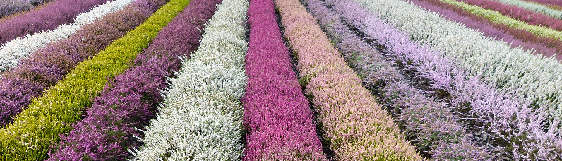 Гадавальнік верасовых раслін, вытворца саджанцаў верасовых і азалій японскіх-Польскі