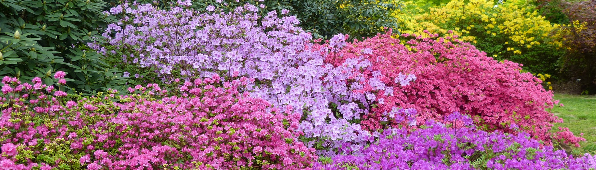 Гадавальнік верасовых раслін, вытворца саджанцаў верасовых і азалій японскіх-Польскі