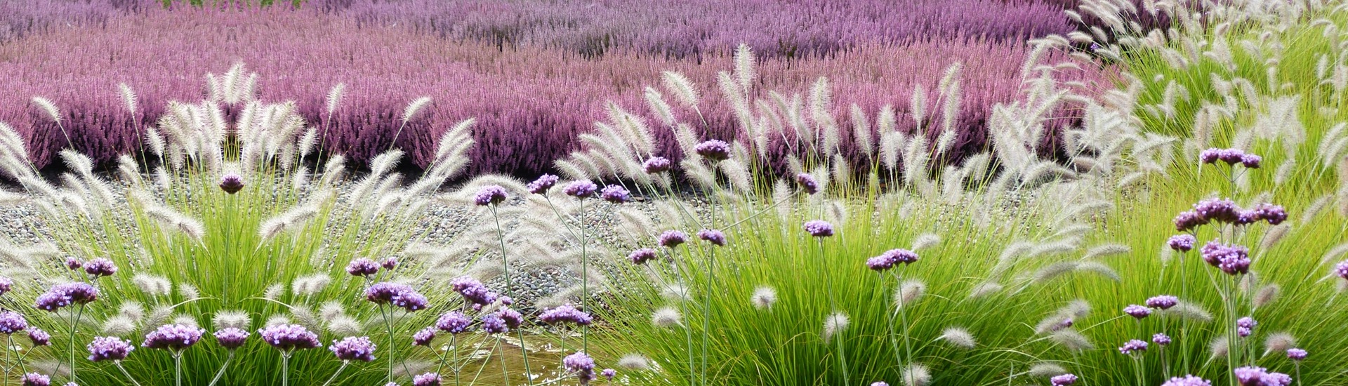 Гадавальнік верасовых раслін, вытворца саджанцаў верасовых і азалій японскіх-Польскі