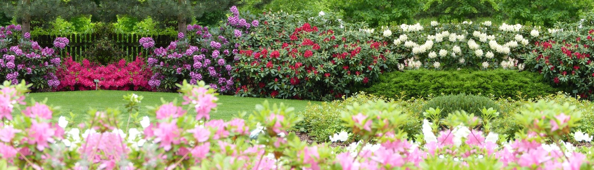 Гадавальнік верасовых раслін, вытворца саджанцаў верасовых і азалій японскіх-Польскі